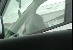 所有肛门视为成年人，保护猫